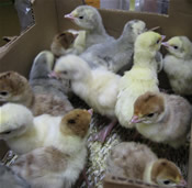 Baby Turkeys
