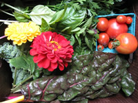 Weekly CSA Box